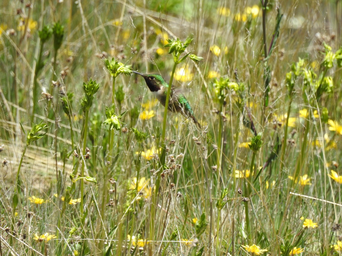 Colibrí Coliancho - ML621524045