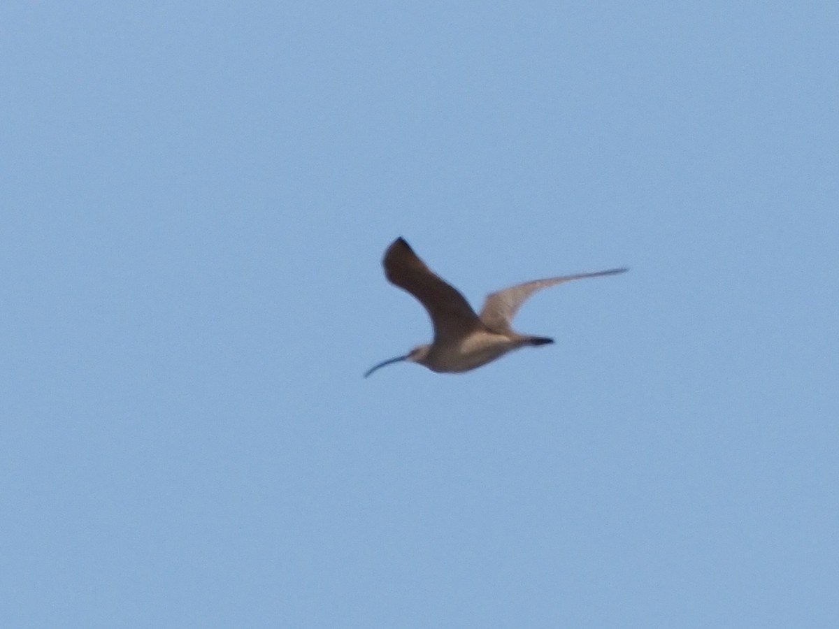 Bristle-thighed Curlew - ML621524136