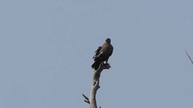 Greater Spotted Eagle - ML621524184