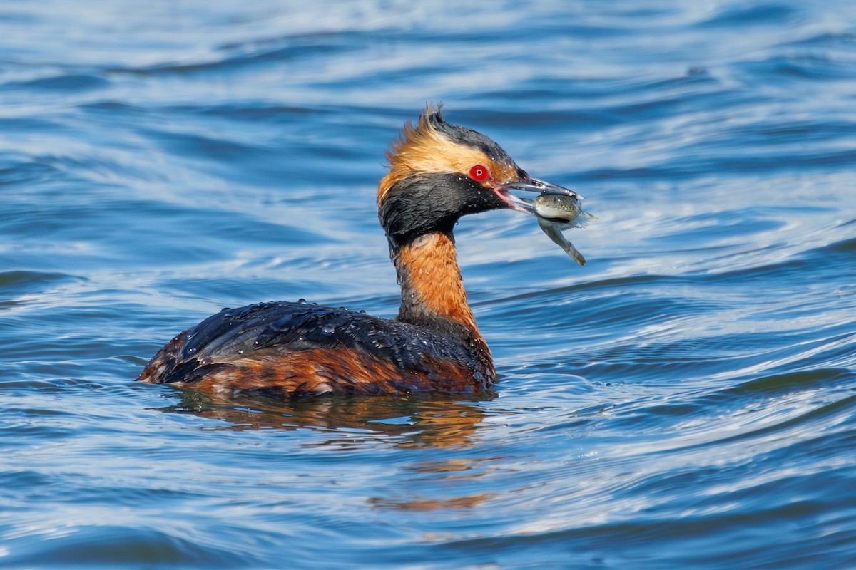 Horned Grebe - ML621524190