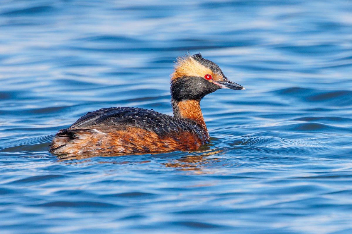 Horned Grebe - ML621524191