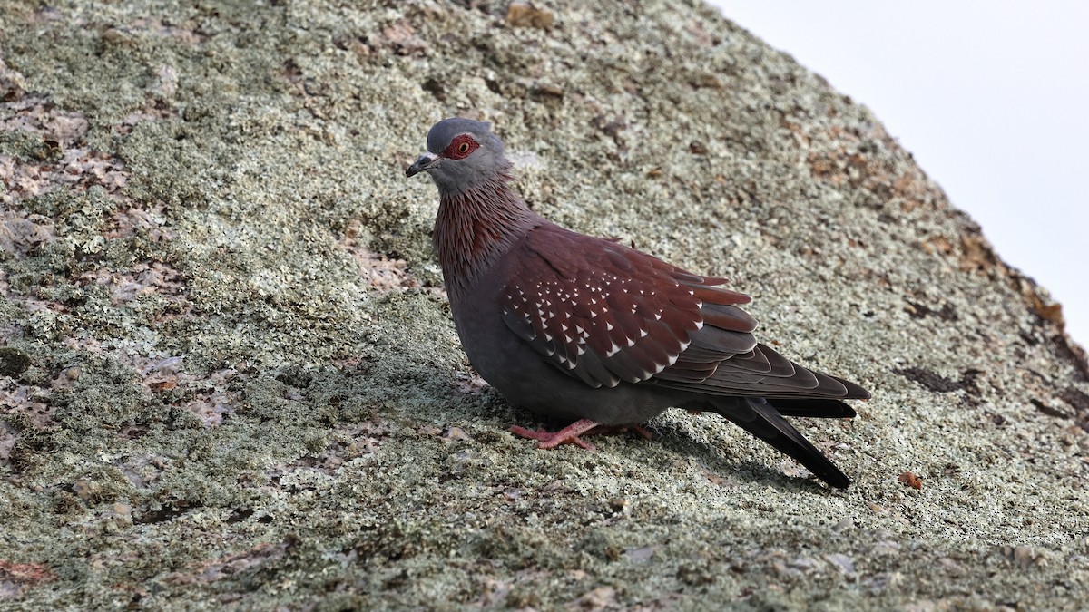 Pigeon roussard - ML621524200