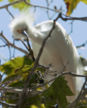 Snowy Egret - ML621524311