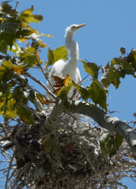 Great Egret - ML621524323