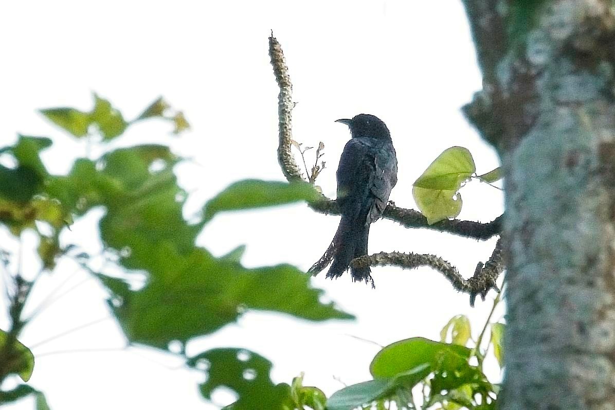 Square-tailed Drongo-Cuckoo - ML621524325