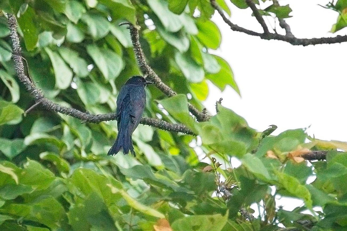 Square-tailed Drongo-Cuckoo - ML621524326