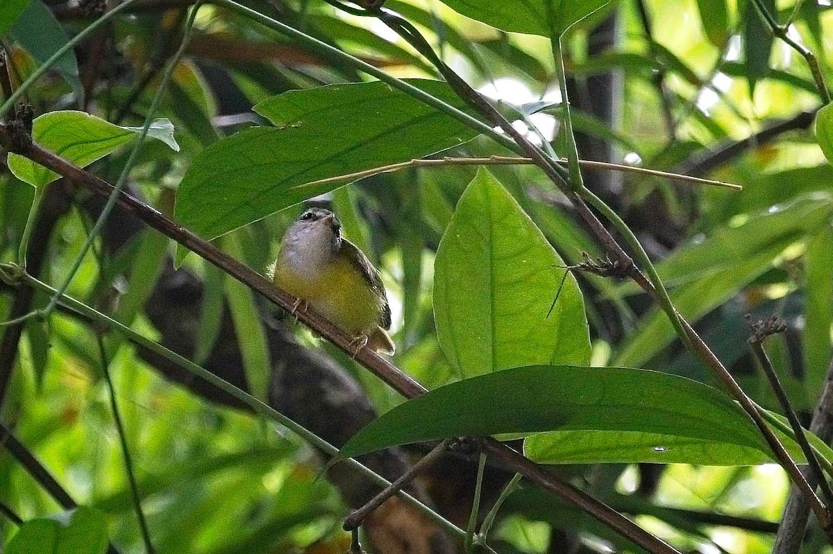 Yellow-bellied Warbler - ML621524335