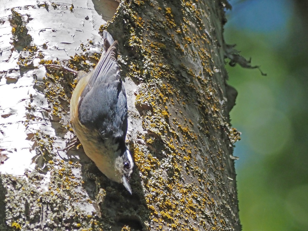 Red-breasted Nuthatch - ML621524355