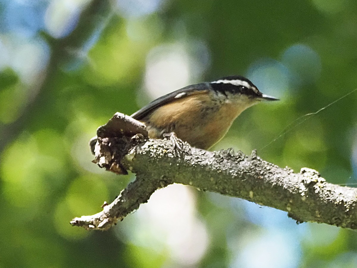Red-breasted Nuthatch - ML621524357