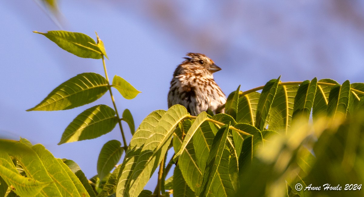 Song Sparrow - ML621524367