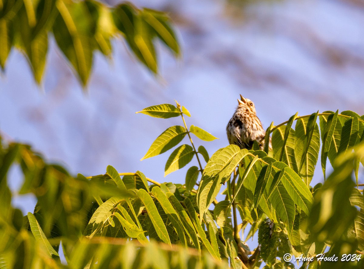 Song Sparrow - ML621524368