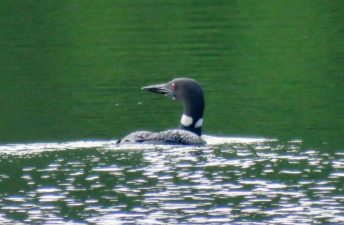 Common Loon - ML621524374