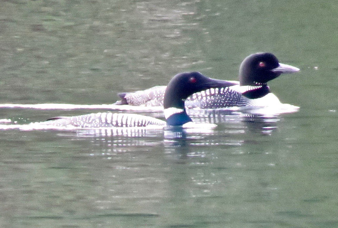 Common Loon - ML621524375