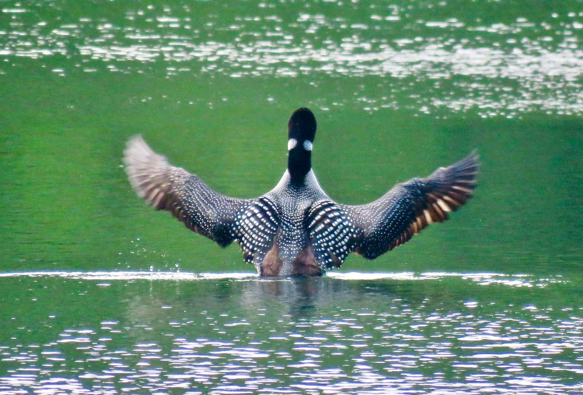 Common Loon - ML621524376