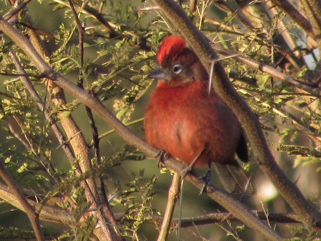 Red-crested Finch - ML621524459