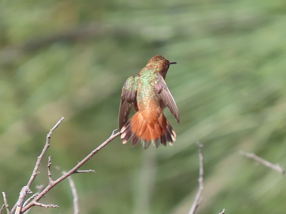 Allen's Hummingbird - ML621524462