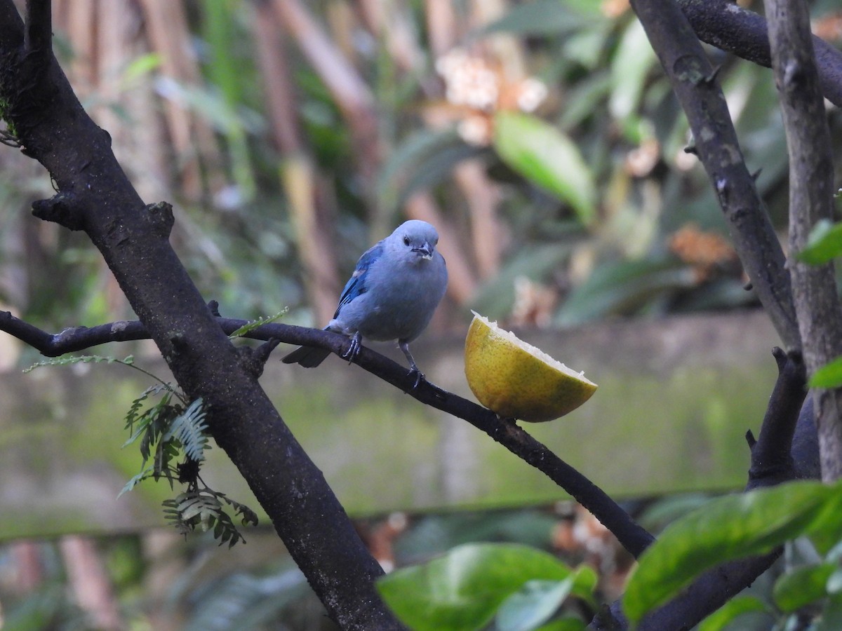 Blue-gray Tanager - ML621524465