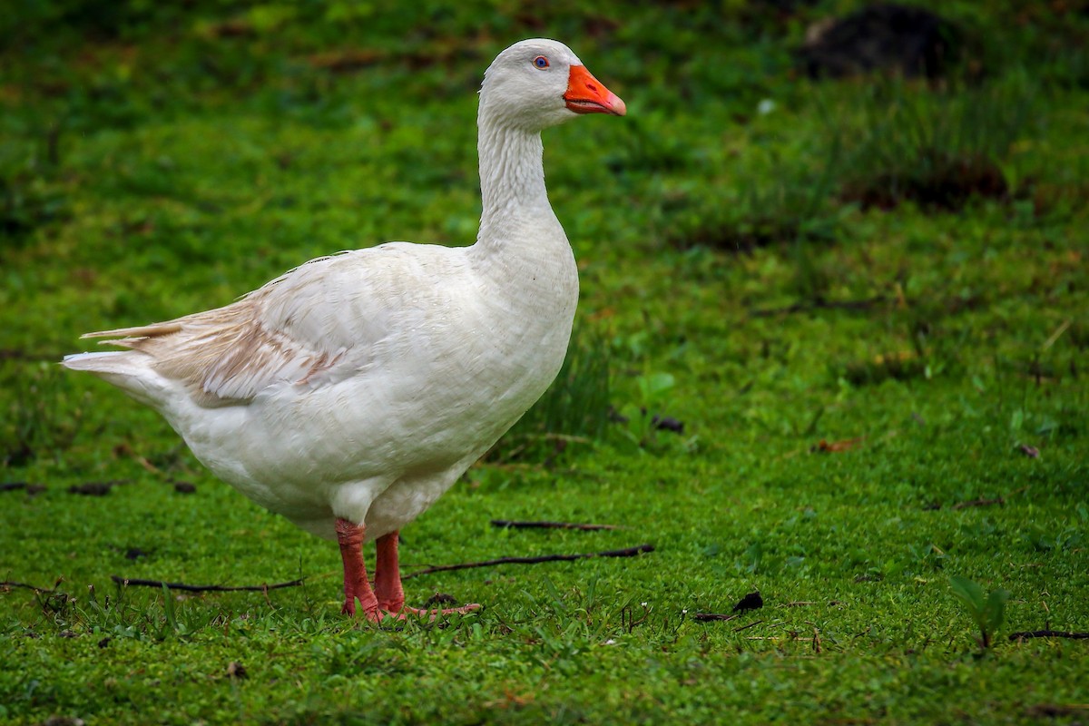 Graylag Goose (Domestic type) - ML621524471