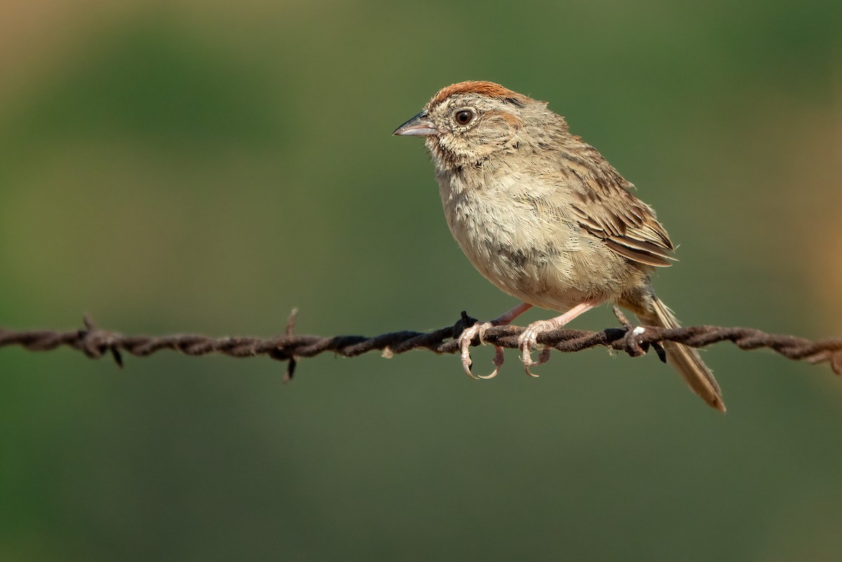 Rufous-crowned Sparrow - ML621524502