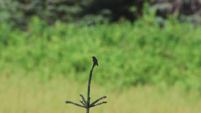 Rufous Hummingbird - ML621524510