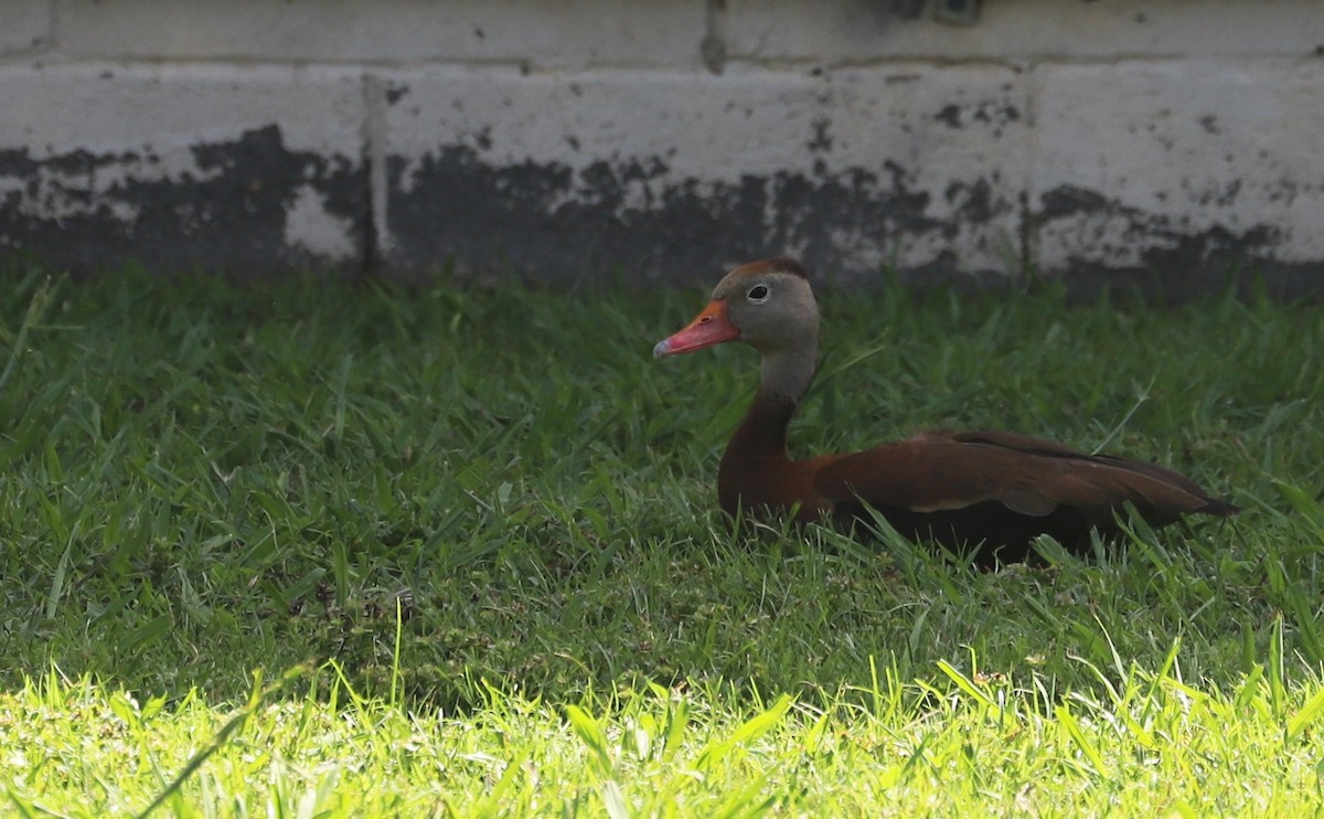 Black-bellied Whistling-Duck (fulgens) - ML621524656