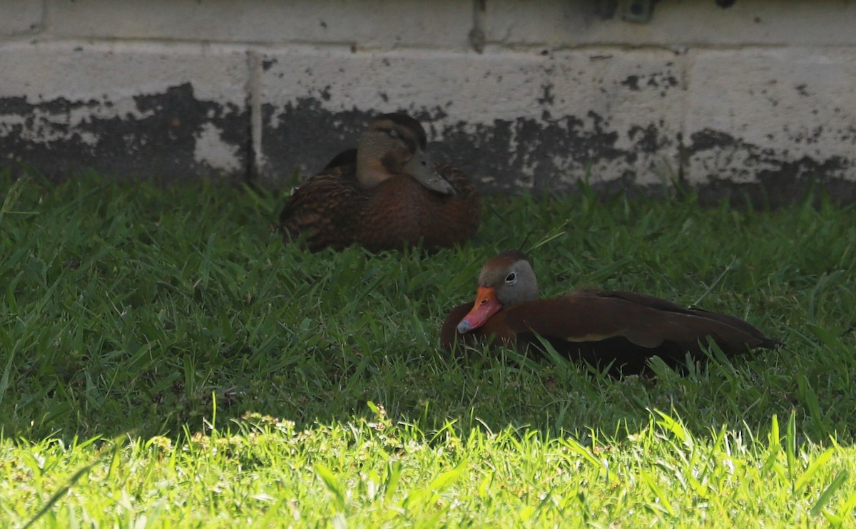 Black-bellied Whistling-Duck (fulgens) - ML621524671