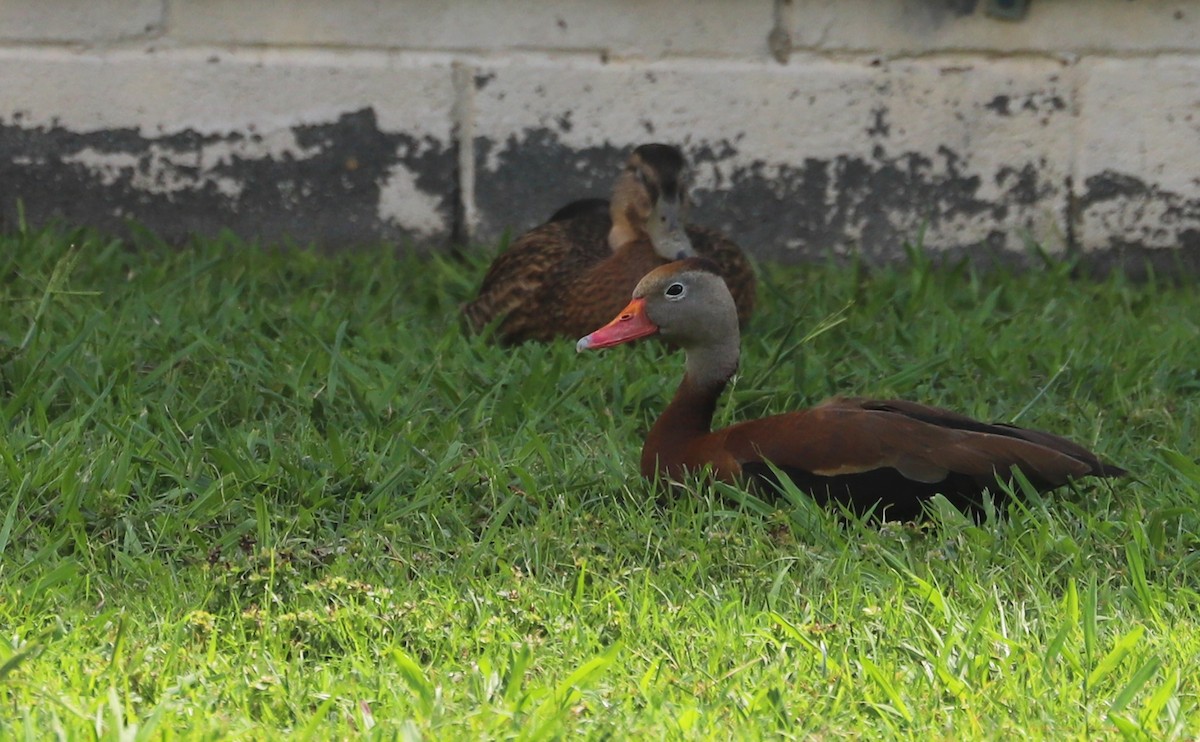 Black-bellied Whistling-Duck (fulgens) - ML621524674