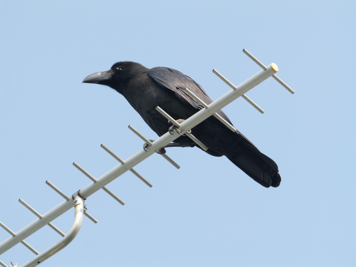 Large-billed Crow - ML621524675