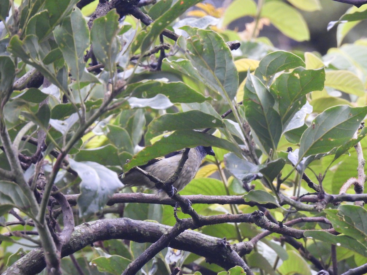 Yellow-winged Tanager - ML621524678
