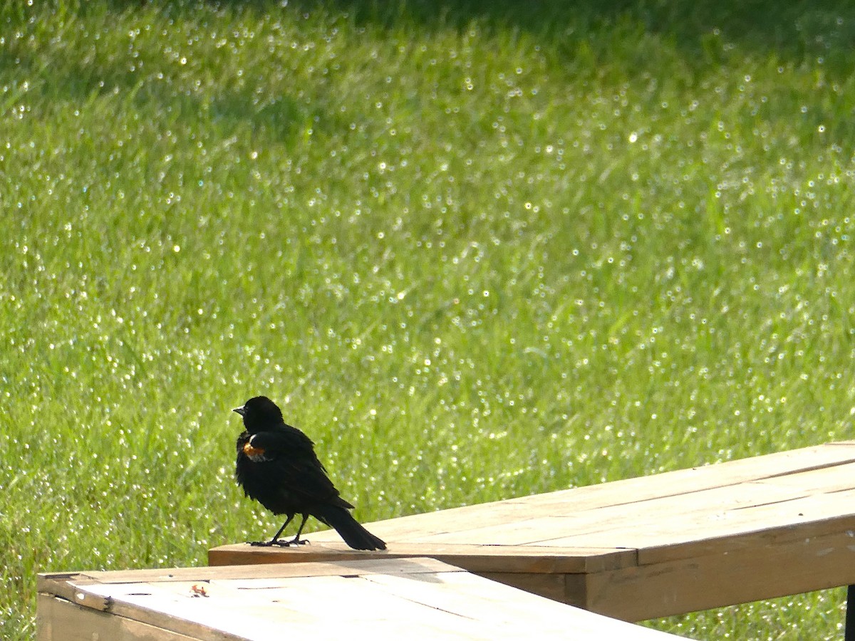 Red-winged Blackbird - ML621524682