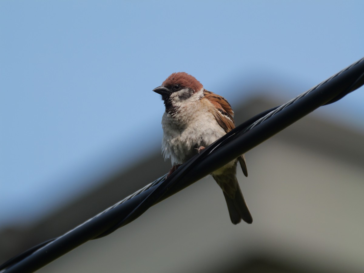 Eurasian Tree Sparrow - ML621524685