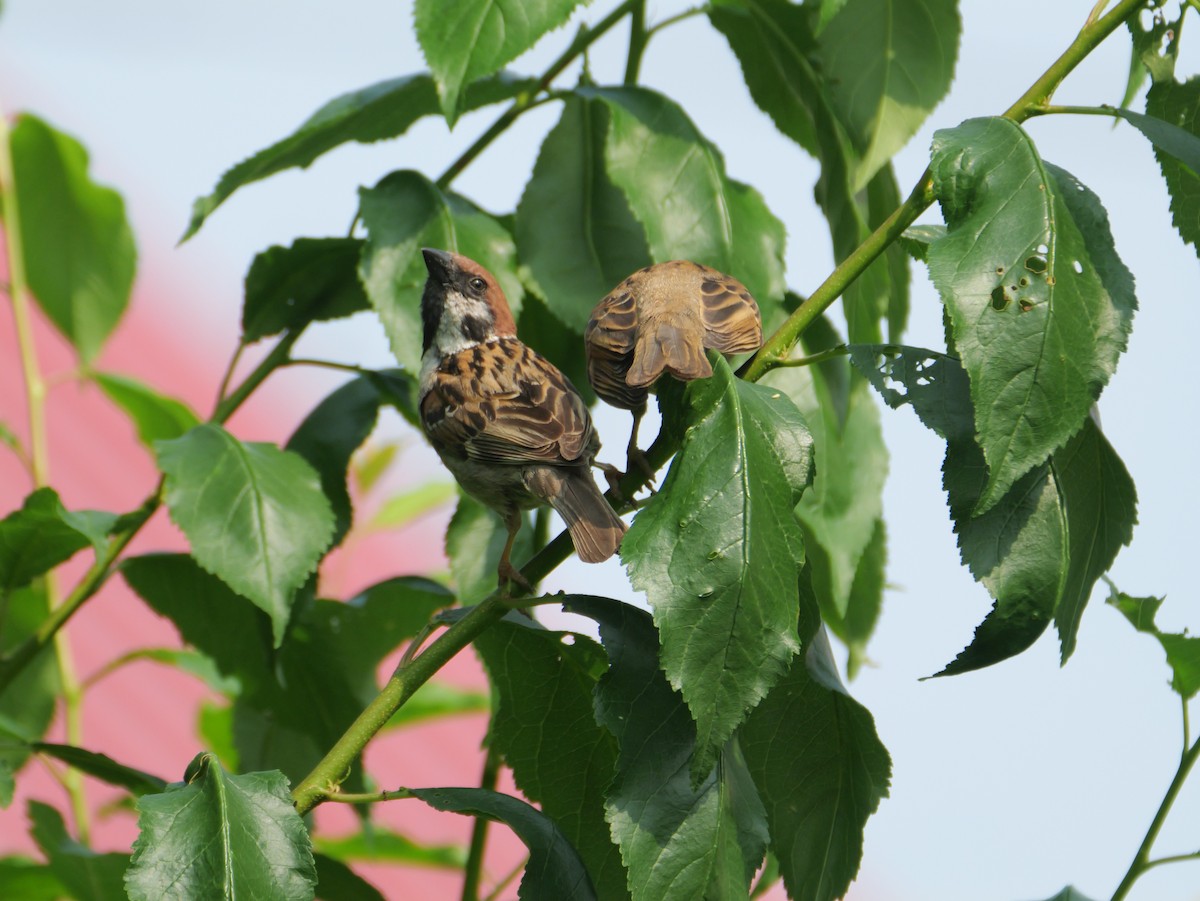 Eurasian Tree Sparrow - ML621524686