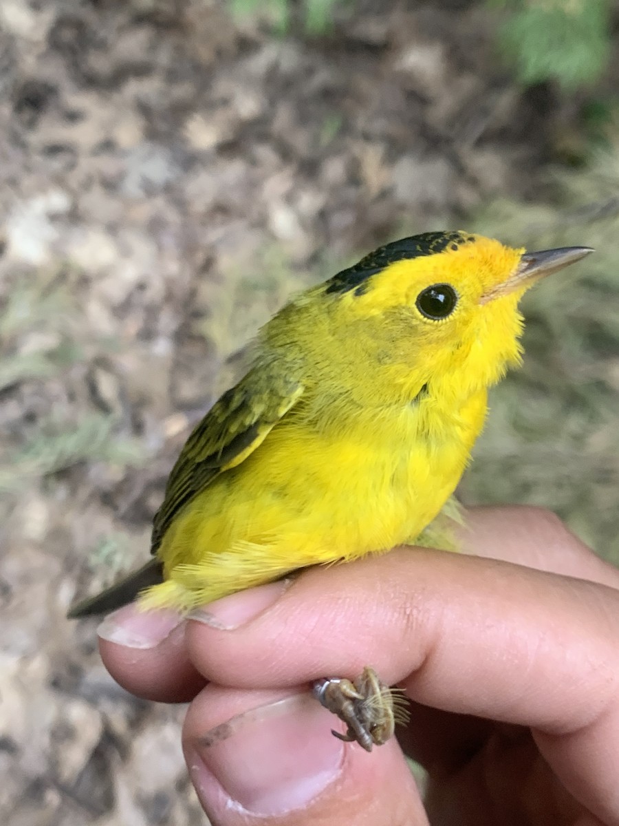 Wilson's Warbler - ML621524726