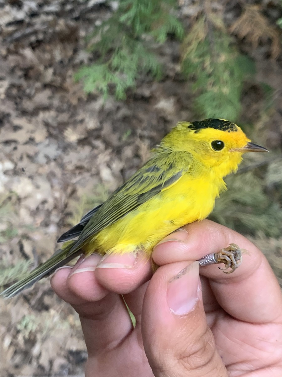 Wilson's Warbler - ML621524727