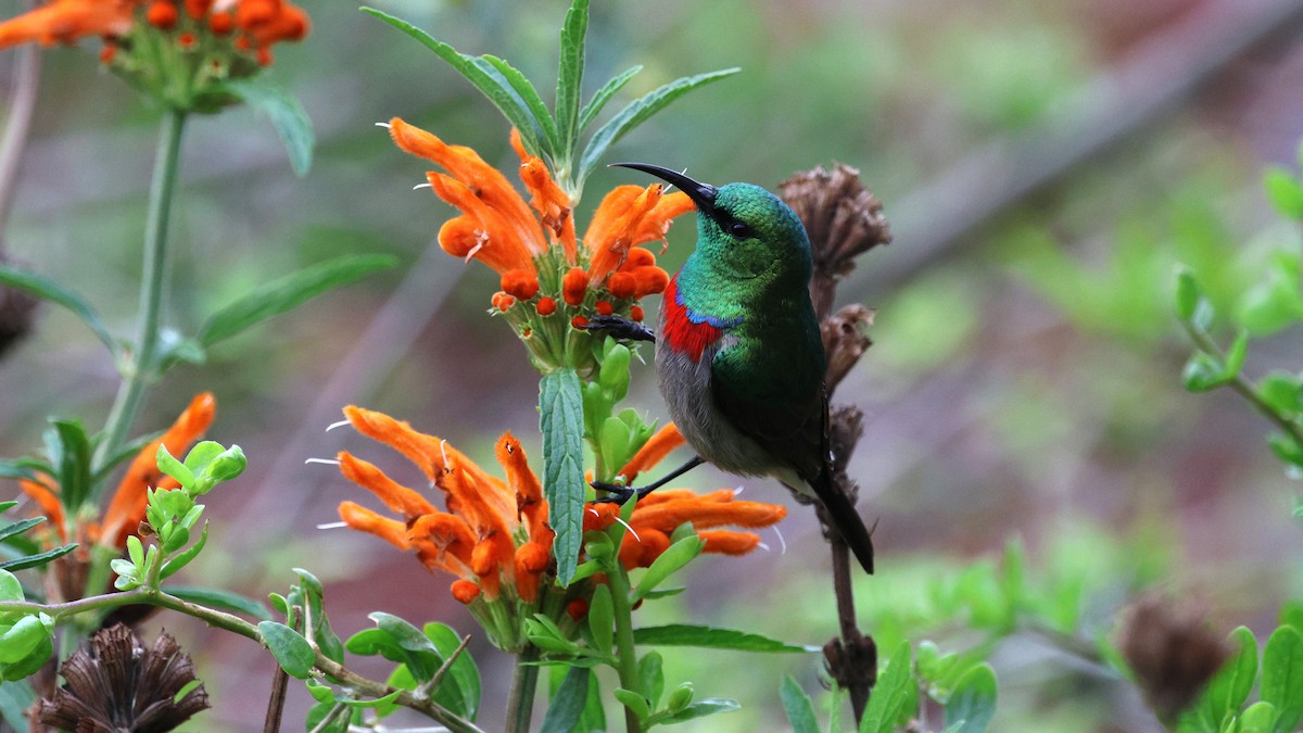Southern Double-collared Sunbird - ML621524733