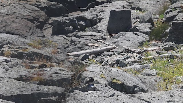 Black Oystercatcher - ML621524750