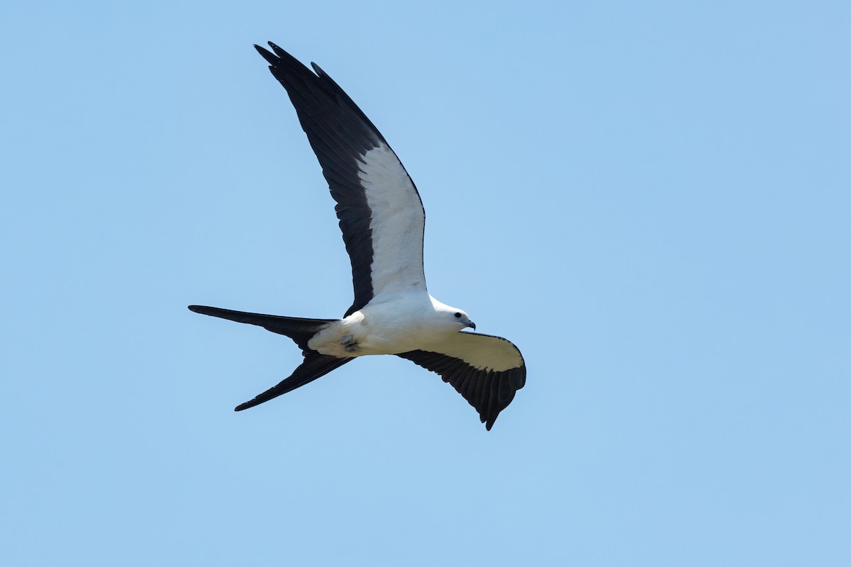 Swallow-tailed Kite - ML621524764