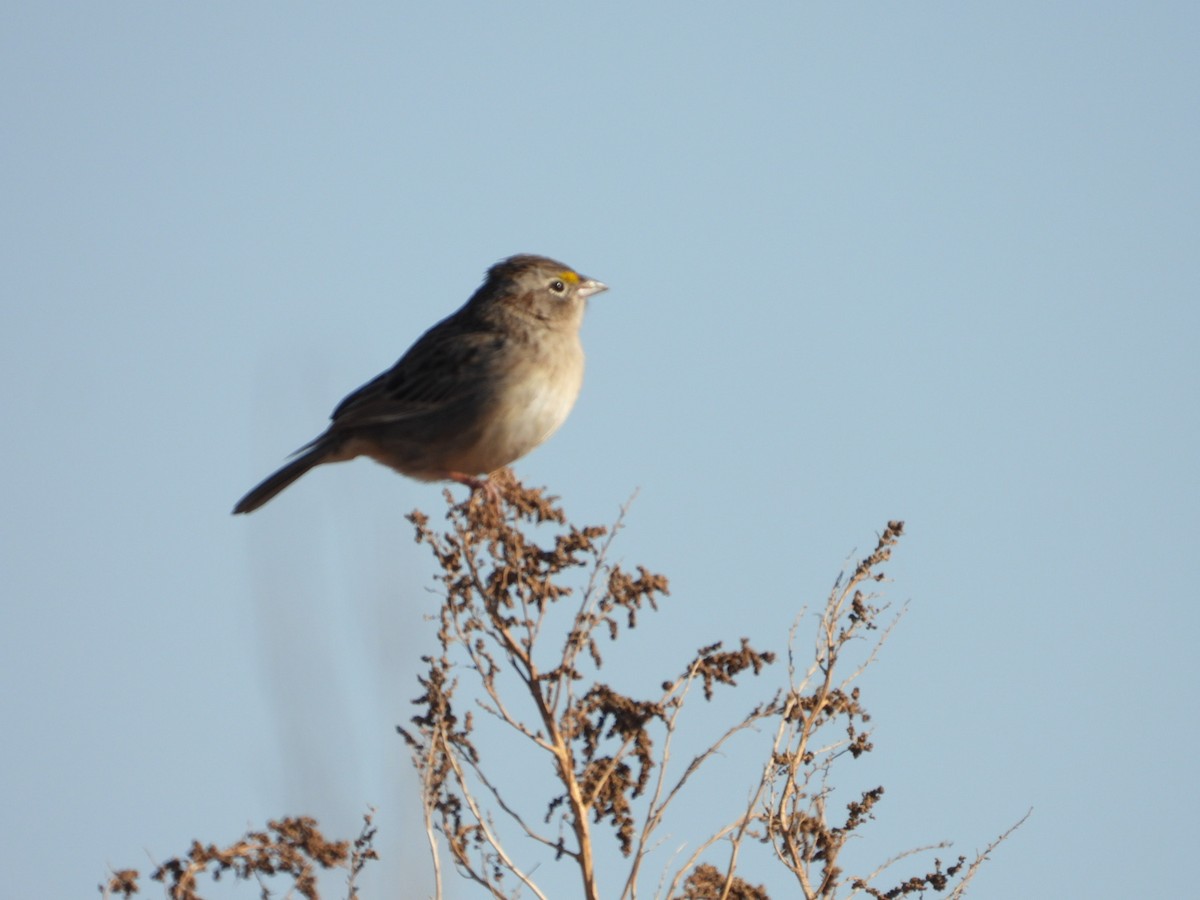 Grassland Sparrow - ML621524783