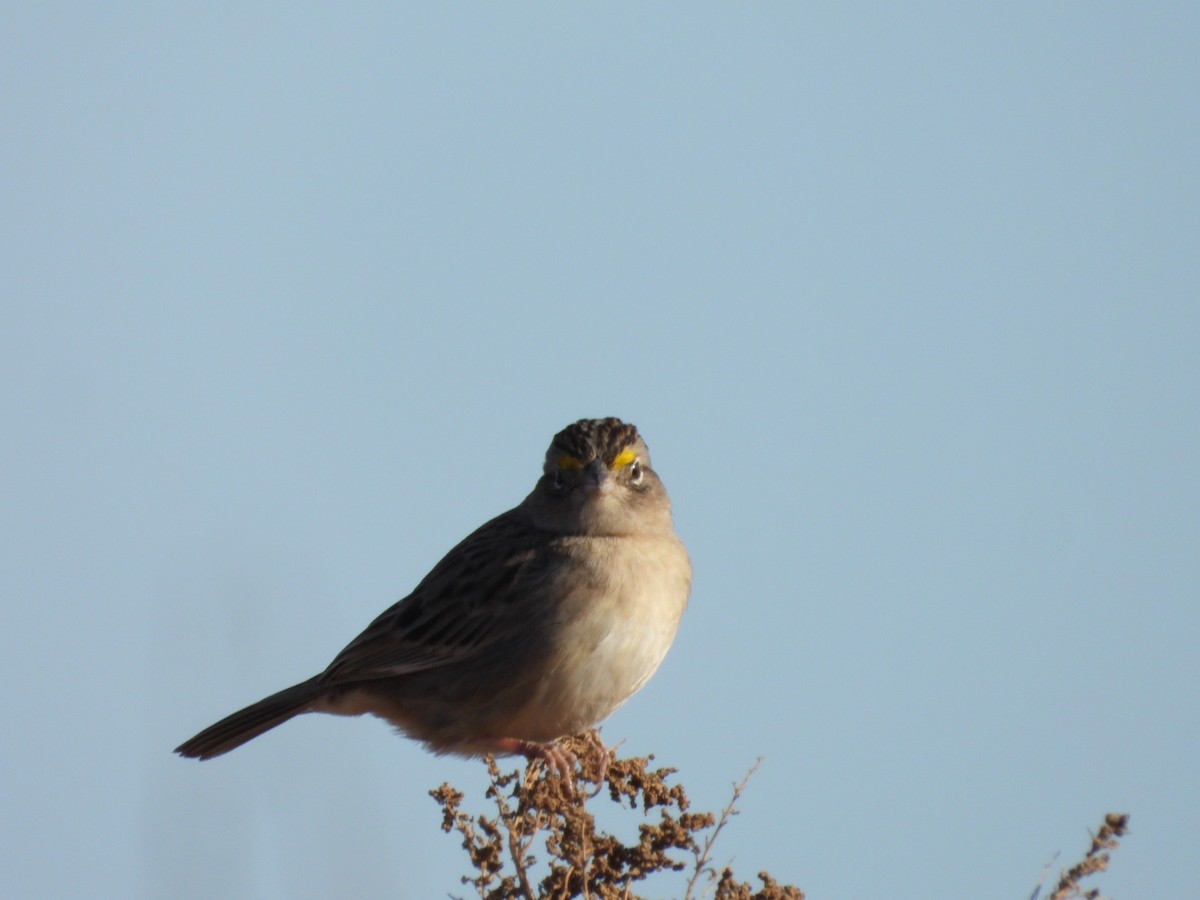 Grassland Sparrow - ML621524785