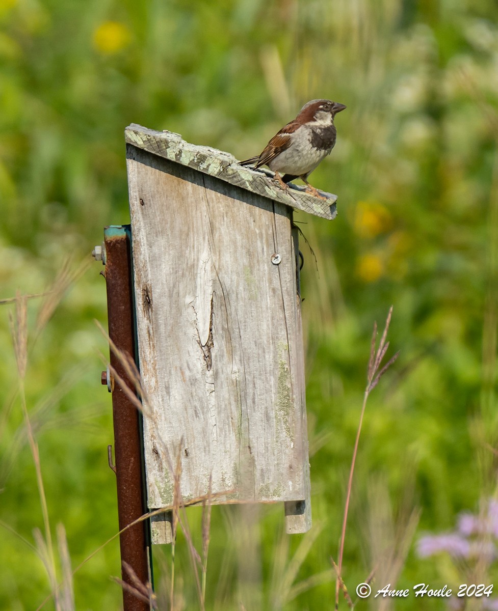 House Sparrow - ML621524794