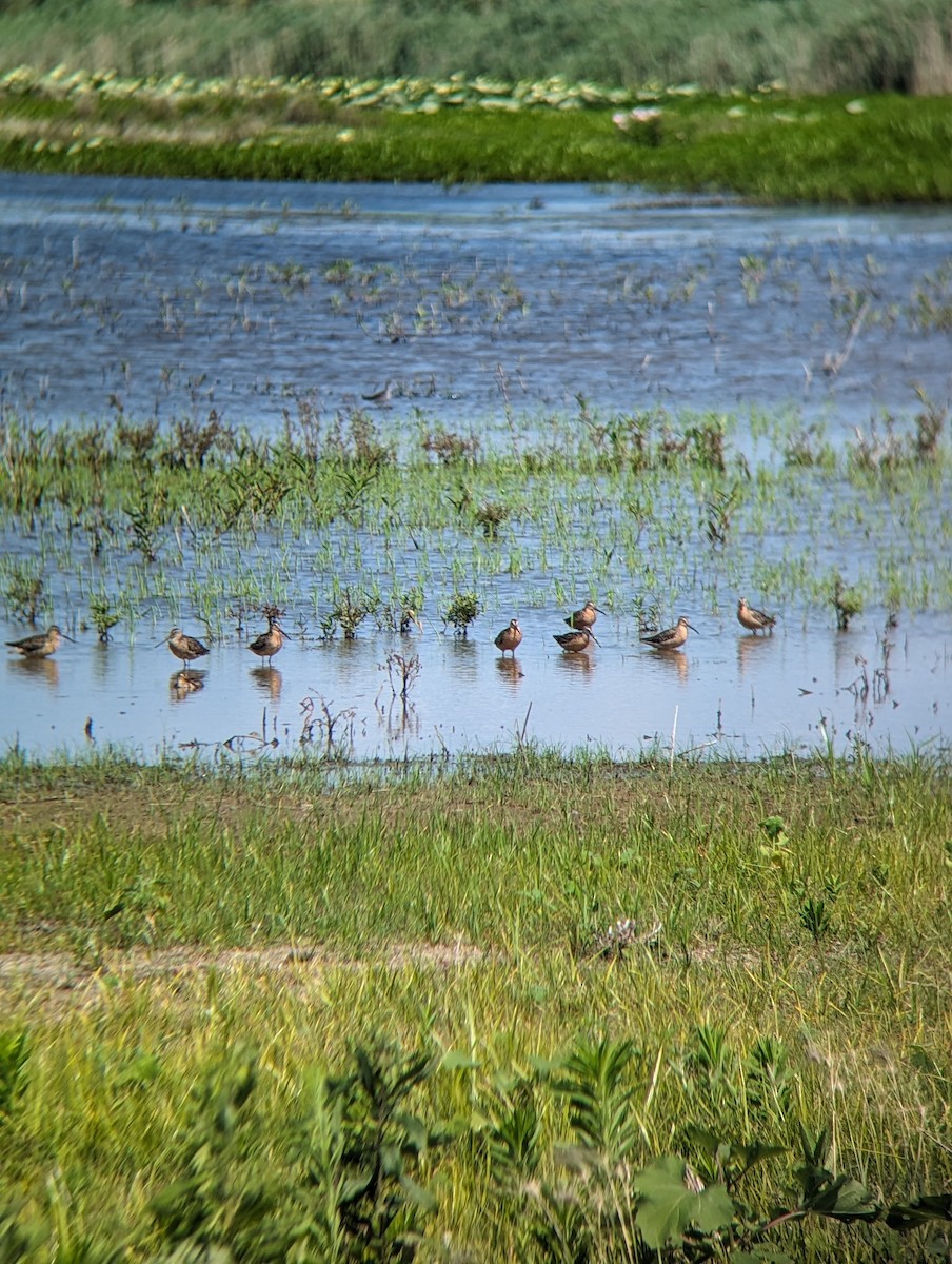 Long-billed Dowitcher - ML621524796