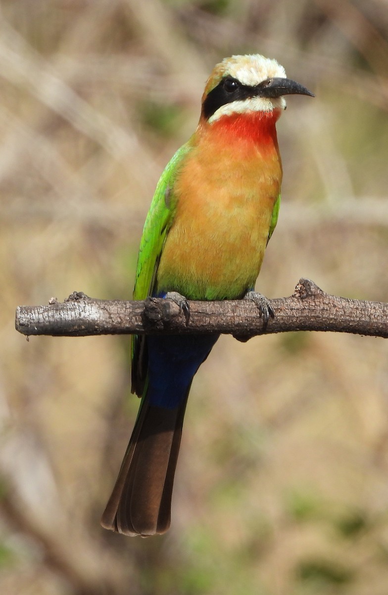 White-fronted Bee-eater - ML621524823