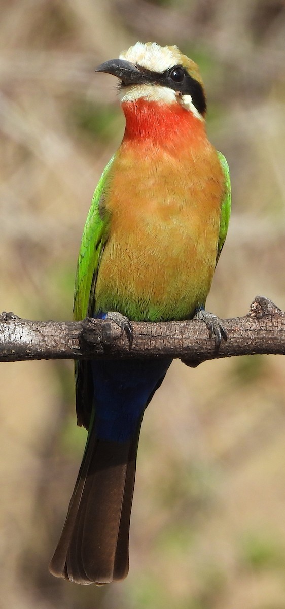 White-fronted Bee-eater - ML621524824