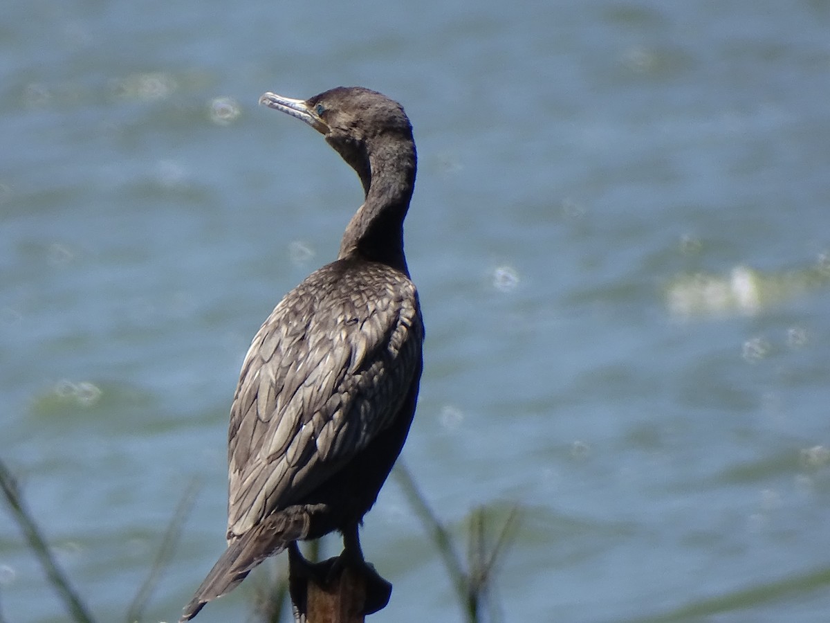 Neotropic Cormorant - ML621524843