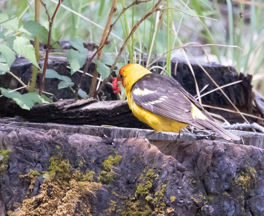 Western Tanager - ML621524849