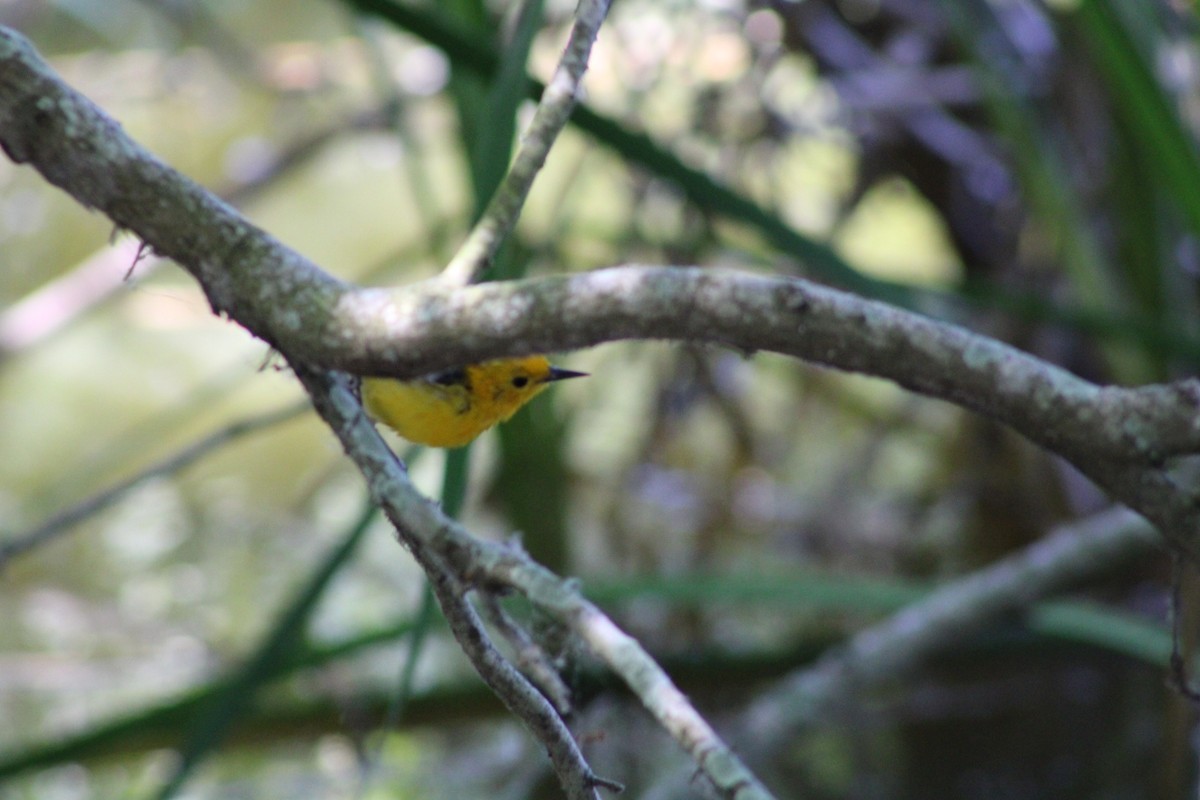 Prothonotary Warbler - ML621524851