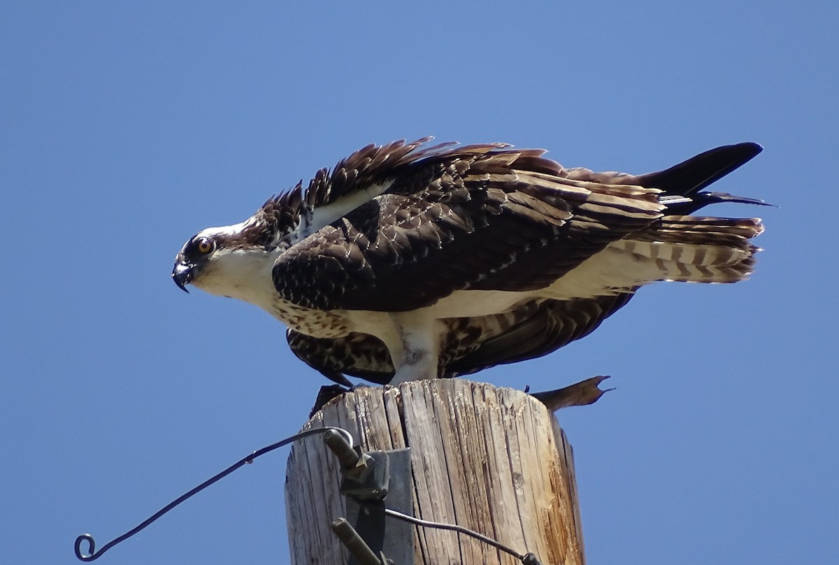 Osprey - ML621524896