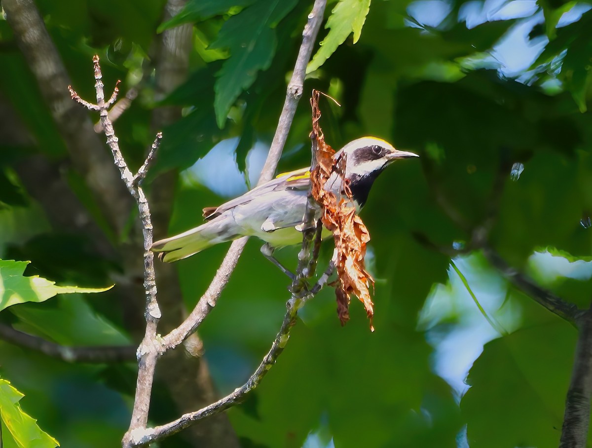 gullvingeparula - ML621524900