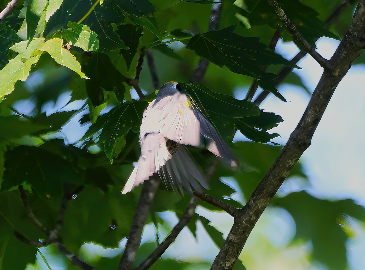 gullvingeparula - ML621524901