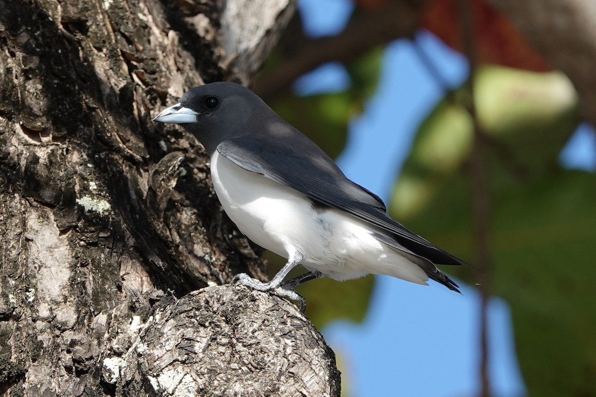 White-breasted Woodswallow - ML621524927